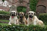 KANGAL 175